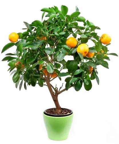 pot4