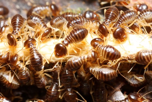 termite season - 5 Tips to Prepare Your Home for Termite Season